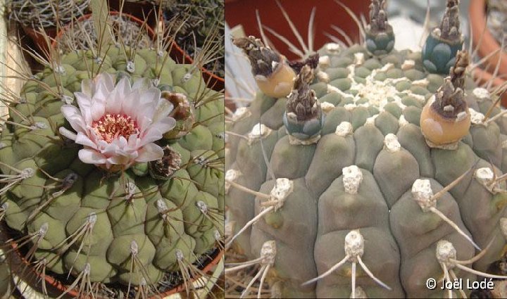 Gymnocalycium pflanzii zegarrae JL1972